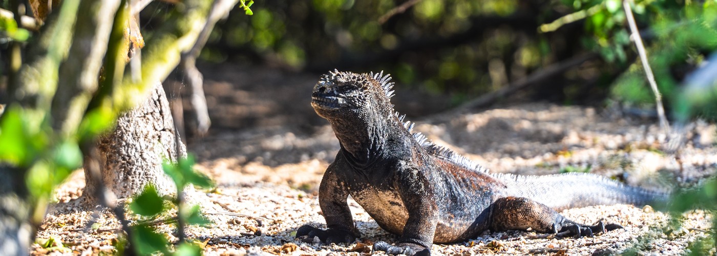 Galapagos Islands - Marine iguana
